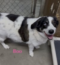 Boo - Photo 1