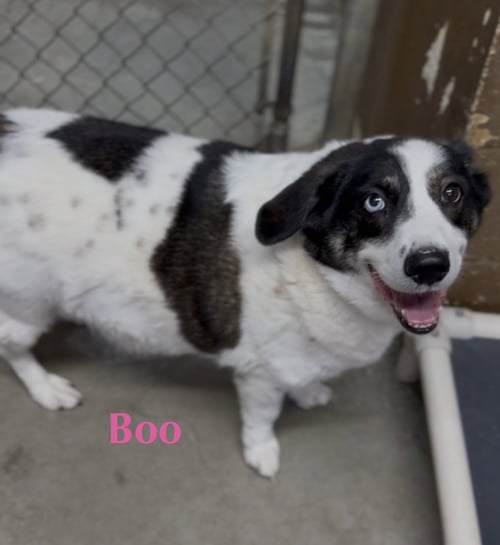 BOO - Beagle available for adoption