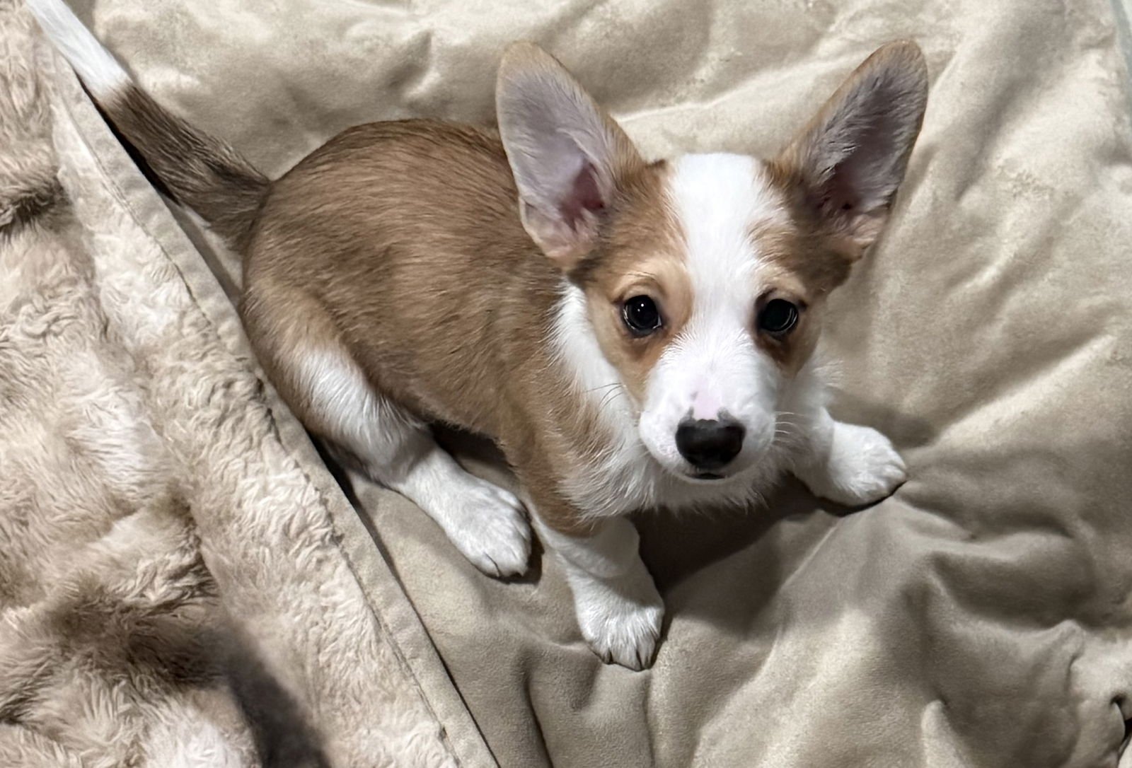 NATURE THEMED PUPPY- RUSTY - Corgi available for adoption