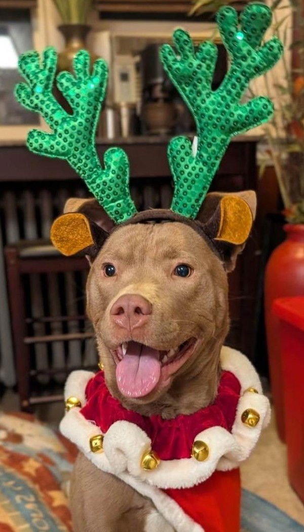 MAISY (SEE VIDEO!) - Husky / Labrador Retriever available for adoption