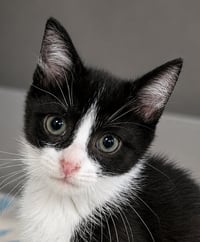 Kitten Cyrus - Photo 1