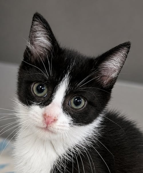 KITTEN CYRUS - Domestic Short Hair for adoption in Akron