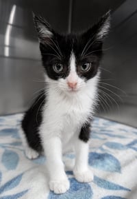 Kitten Cyrus - Photo 2