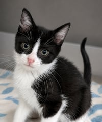 Kitten Cyrus - Photo 3
