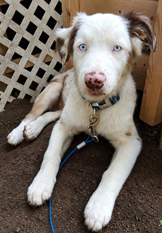 Gerault Puppy Image