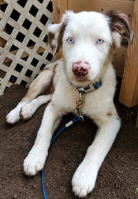 Gerault Puppy - Photo 1