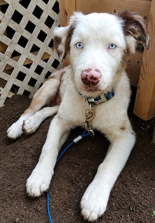 GERAULT PUPPY - Australian Shepherd available for adoption