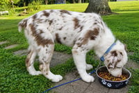 Gerault Puppy - Photo 3