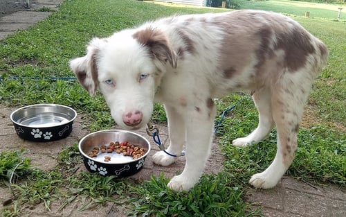 GERAULT PUPPY - Australian Shepherd available for adoption