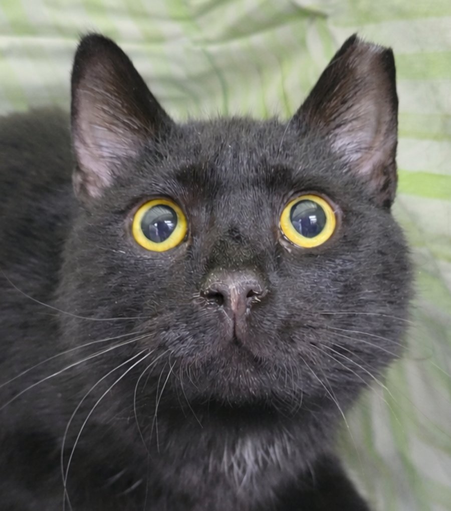 PAPER CLIP AT MONTROSE PETSMART - Domestic Short Hair available for adoption