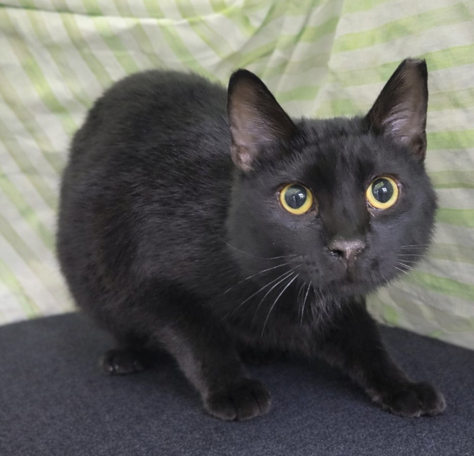 PAPER CLIP AT MONTROSE PETSMART - Domestic Short Hair available for adoption