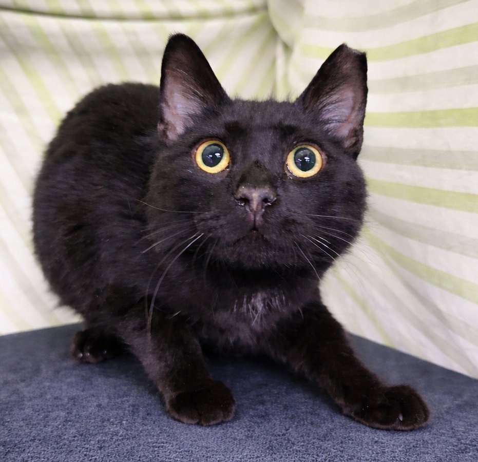 Paper Clip at Montrose Petsmart - Photo 3