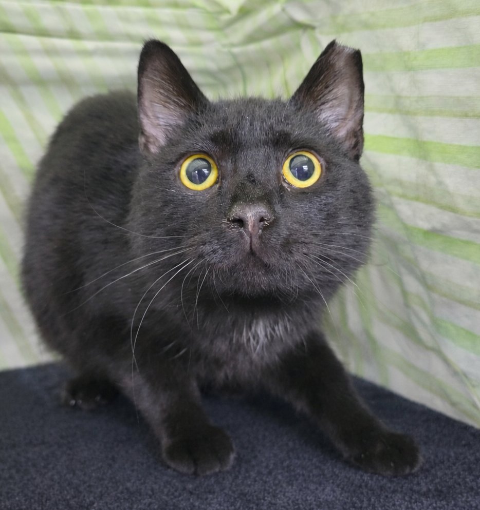 Paper Clip at Montrose Petsmart - Photo 4