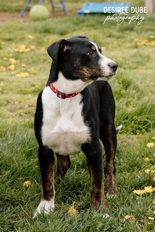 JOSHUA PUPPY - Australian Shepherd available for adoption