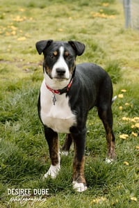 Joshua Puppy - Photo 2