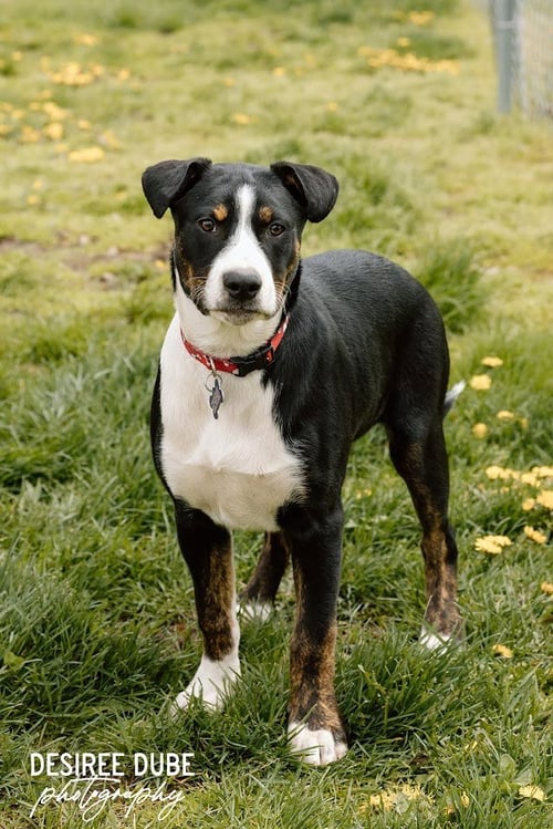 JOSHUA PUPPY - Australian Shepherd available for adoption