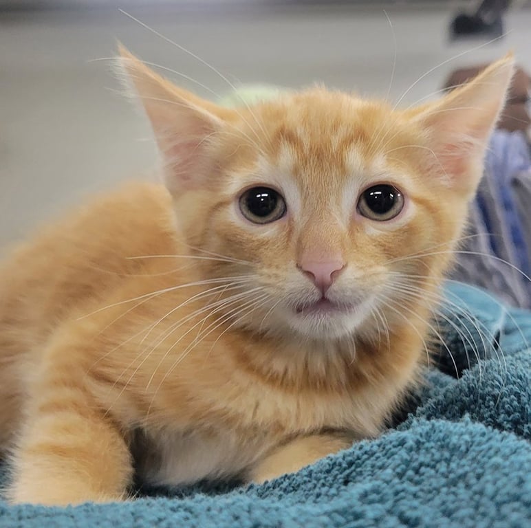 Kitten Fin Image