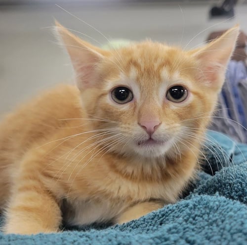 KITTEN FIN - Domestic Short Hair for adoption in Akron
