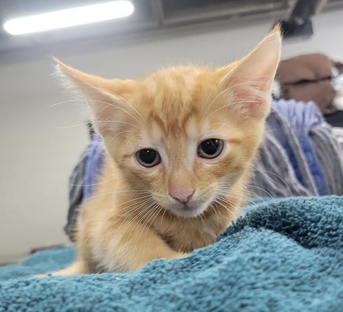 KITTEN FIN - Domestic Short Hair available for adoption