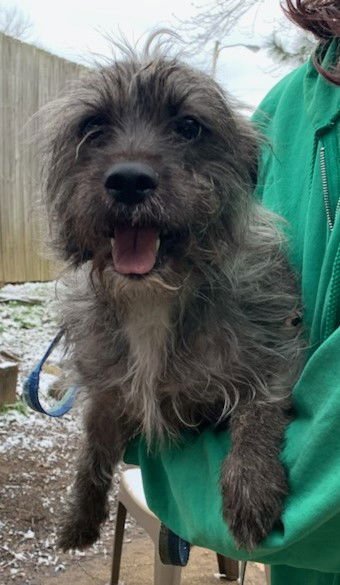 ASPEN MOM OF CITY DOGS - Wheaten Terrier / Schnauzer available for adoption