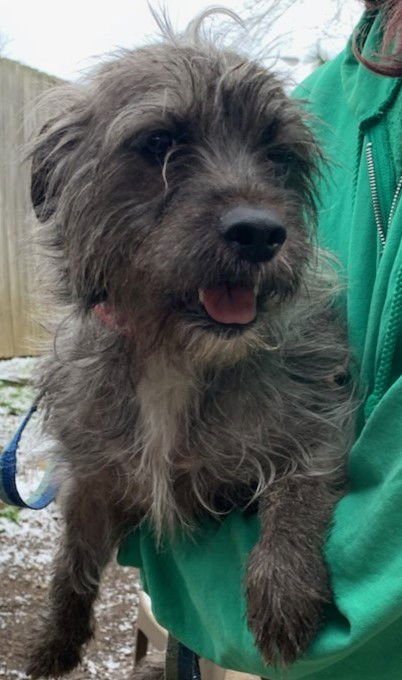 ASPEN MOM OF CITY DOGS - Wheaten Terrier / Schnauzer available for adoption