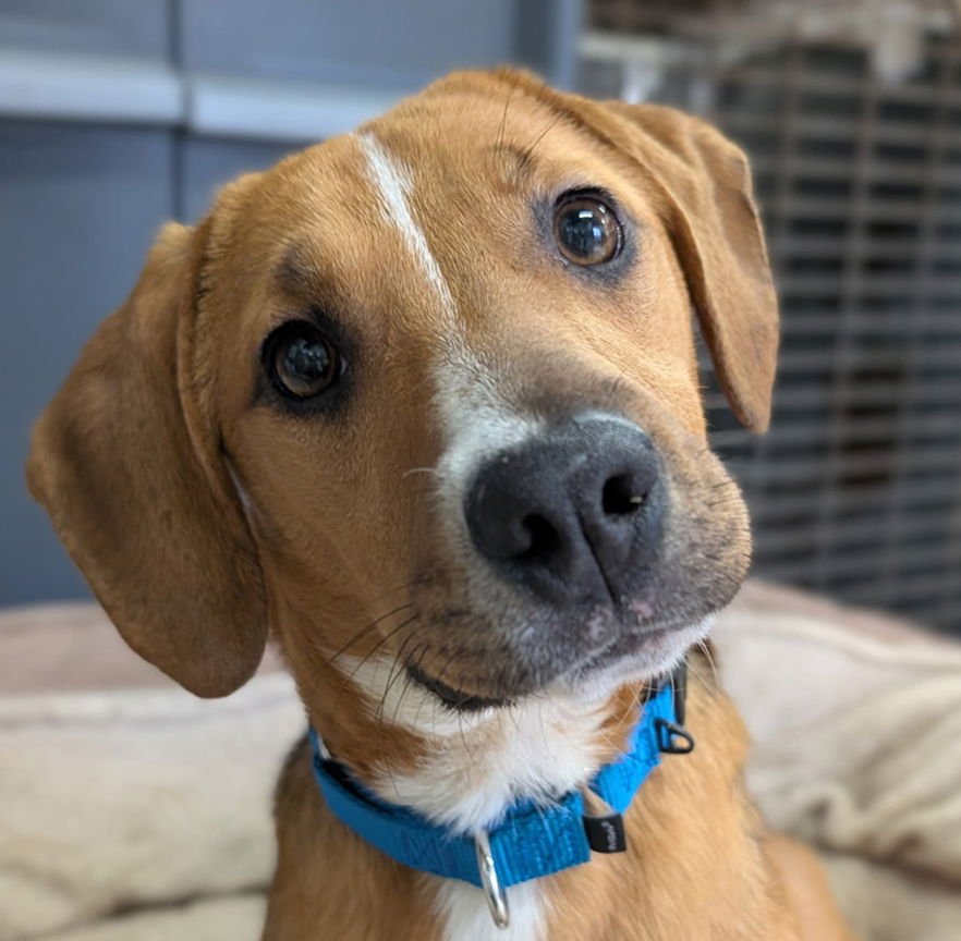 PUPPY LOTTIE - Beagle / Hound available for adoption