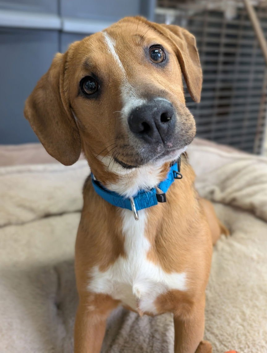 PUPPY LOTTIE - Beagle / Hound available for adoption