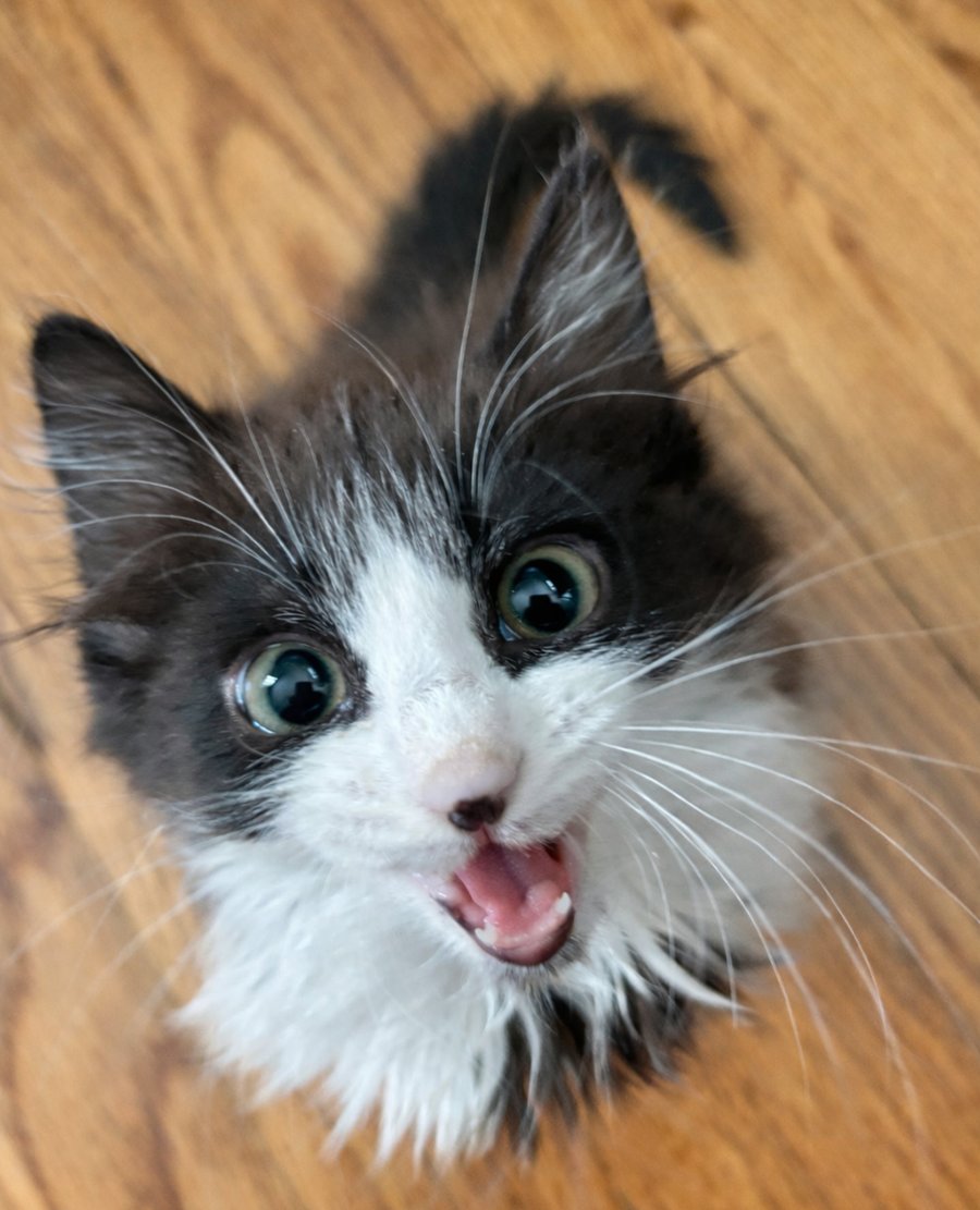 KITTEN BOTTEGA - Domestic Medium Hair available for adoption