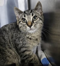 Kitten Alpina - Photo 1