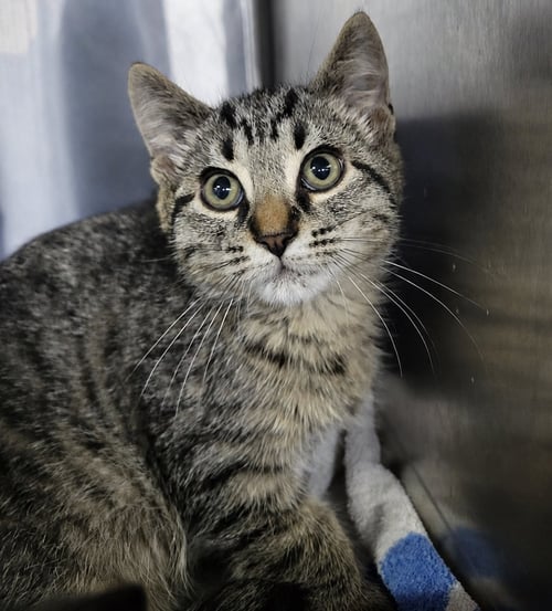 KITTEN ALPINA - Domestic Short Hair / Tabby for adoption in Akron