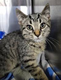 Kitten Alpina - Photo 3