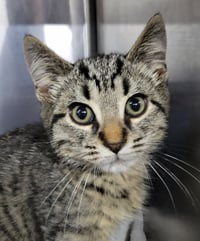 Kitten Alpina - Photo 2