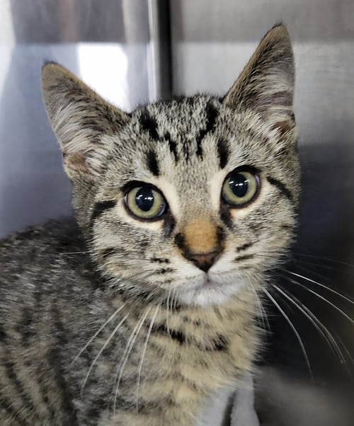 KITTEN ALPINA - Domestic Short Hair / Tabby available for adoption
