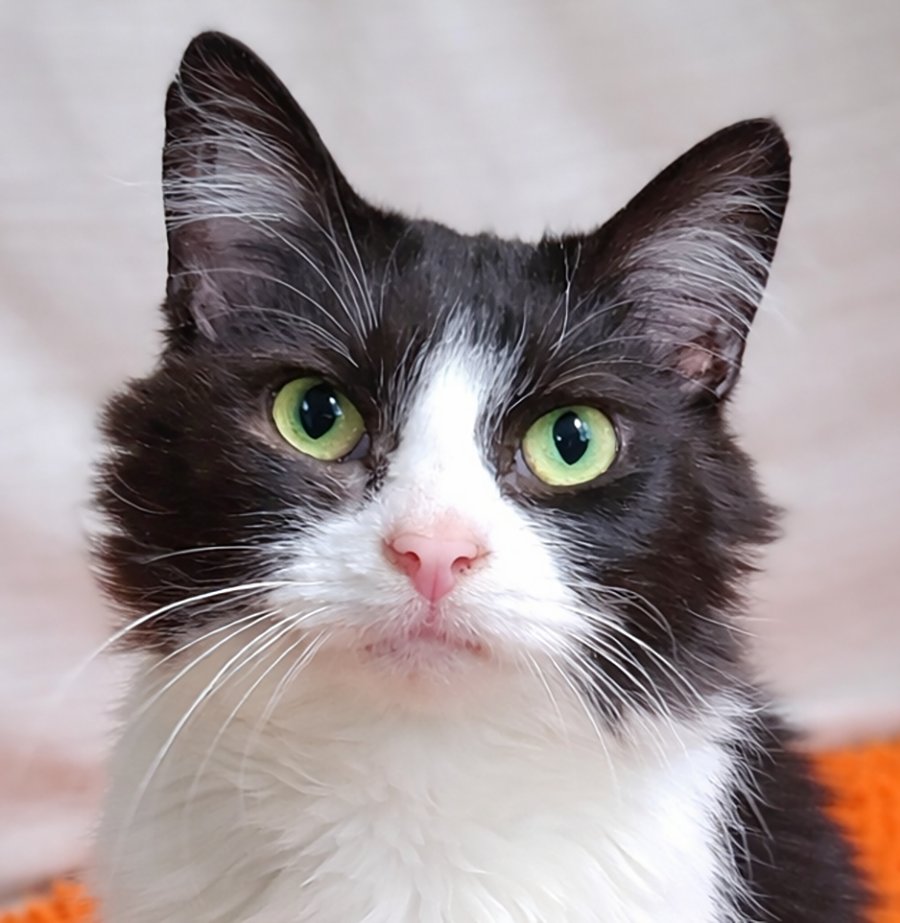ROSALINA - Domestic Medium Hair available for adoption