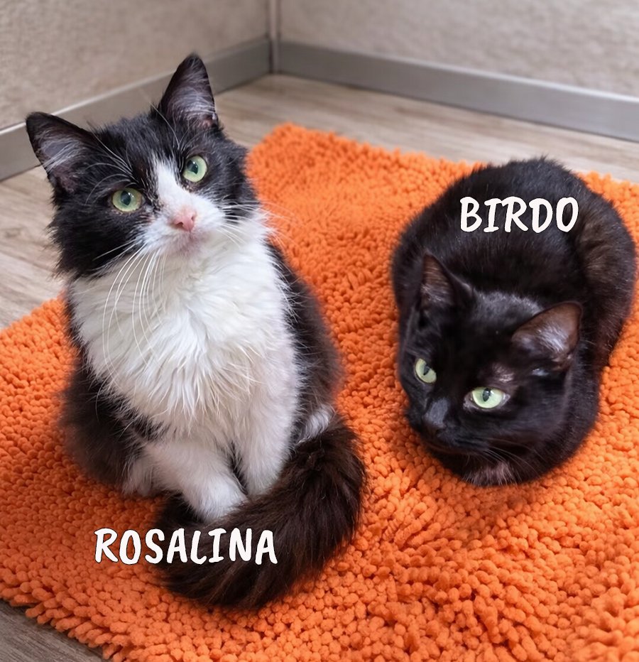 ROSALINA - Domestic Medium Hair available for adoption