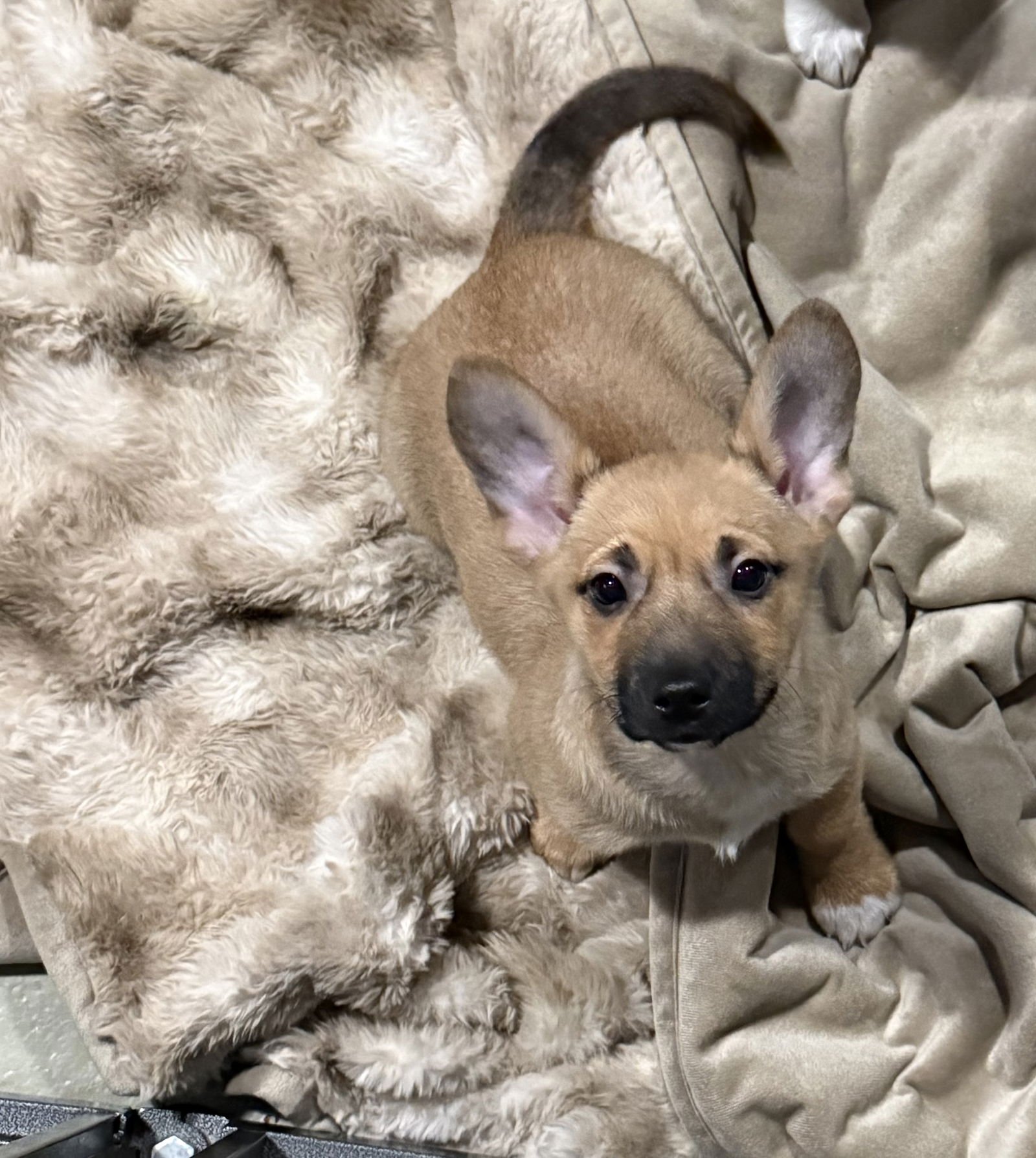 NATURE THEMED PUPPY- RIVER/PENDING - Corgi available for adoption