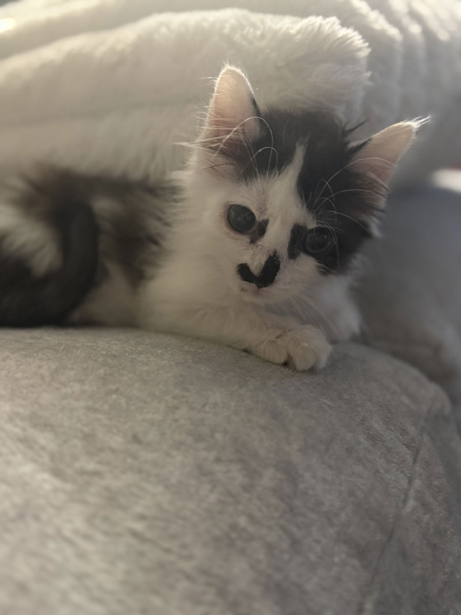 KITTEN KRUSTY KRAB - Domestic Medium Hair available for adoption