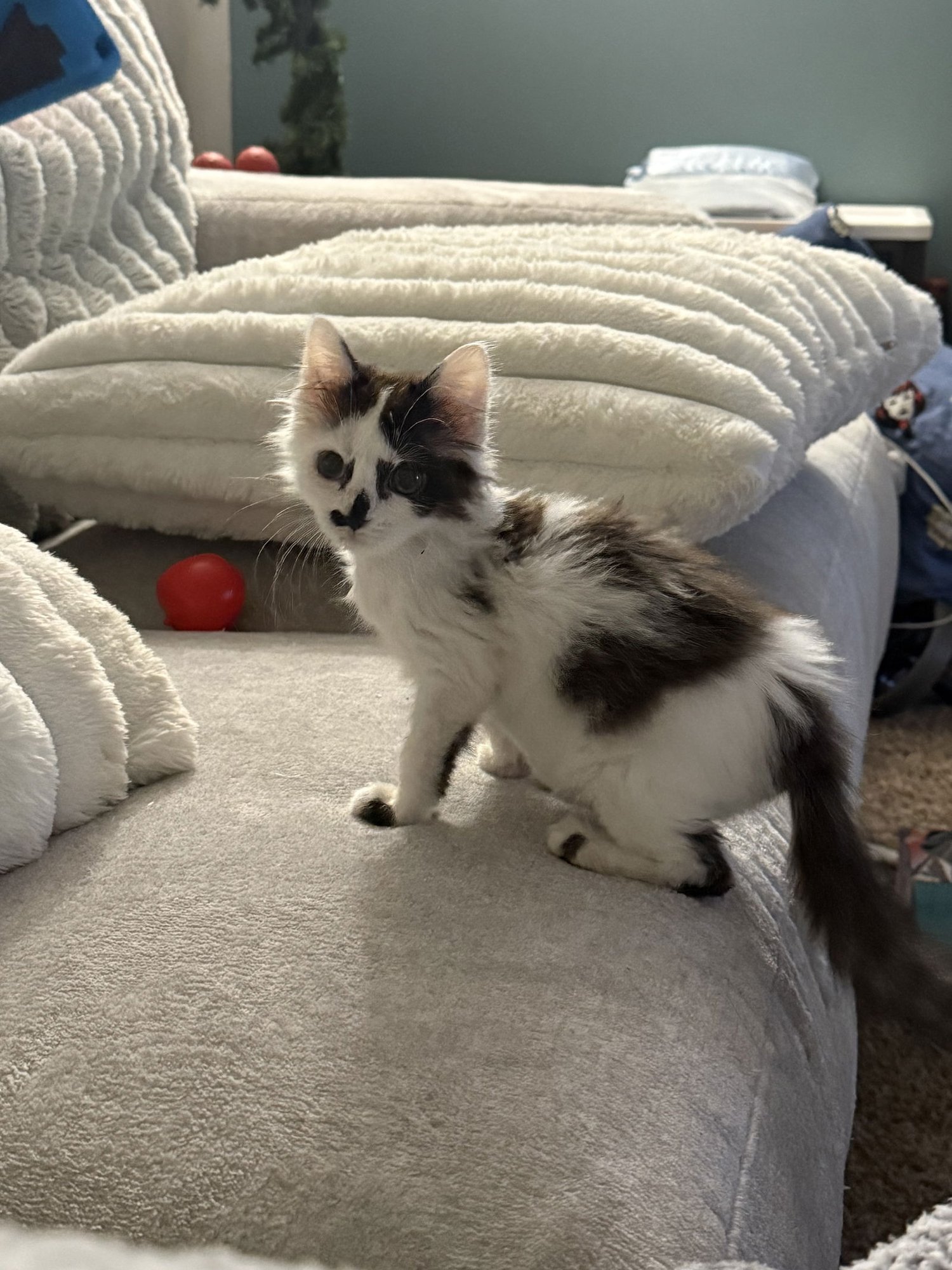 KITTEN KRUSTY KRAB - Domestic Medium Hair available for adoption