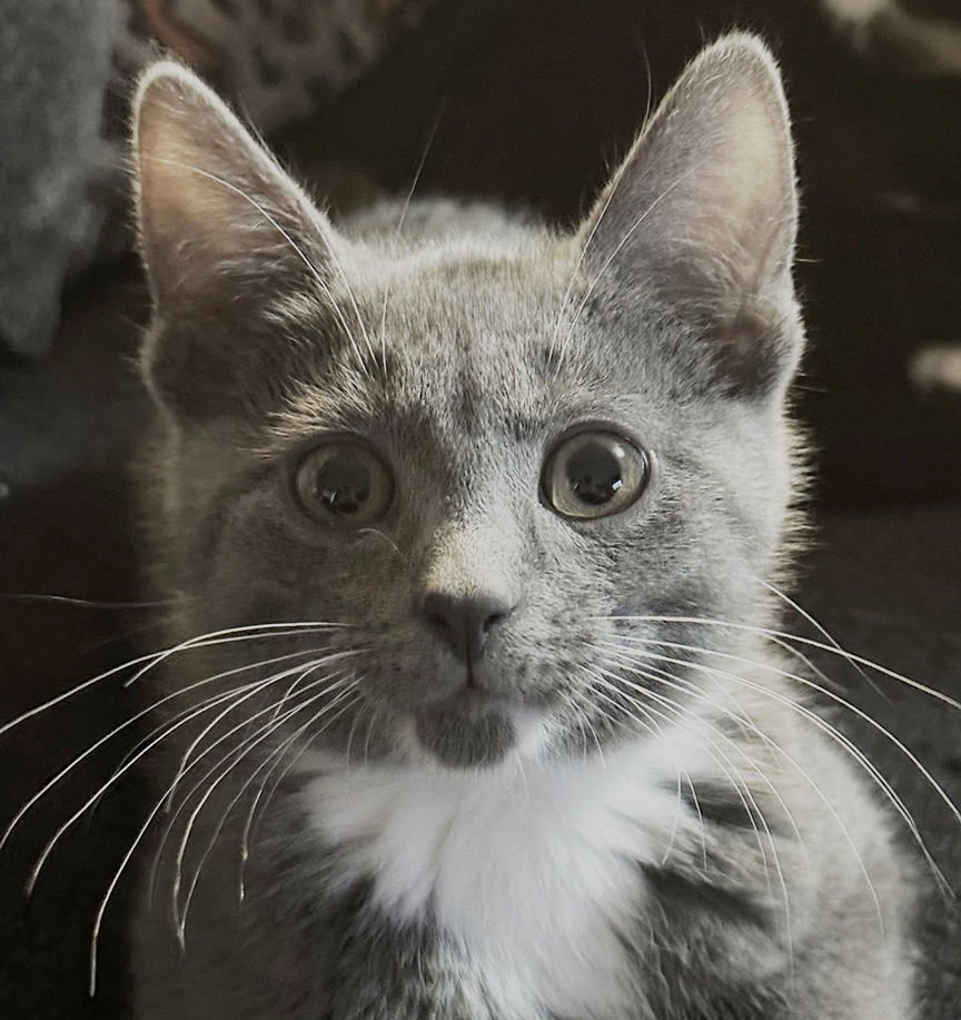 KITTEN NAVENE - Domestic Short Hair available for adoption