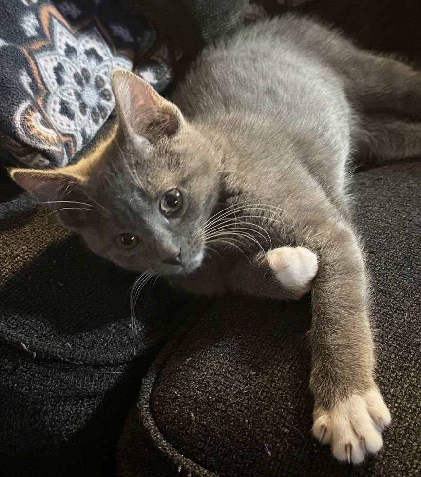 KITTEN NAVENE - Domestic Short Hair available for adoption