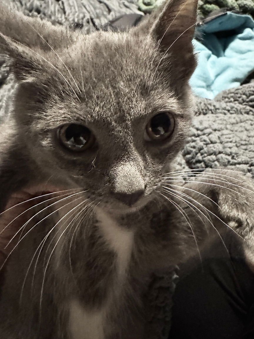 Kitten Navene - Photo 3