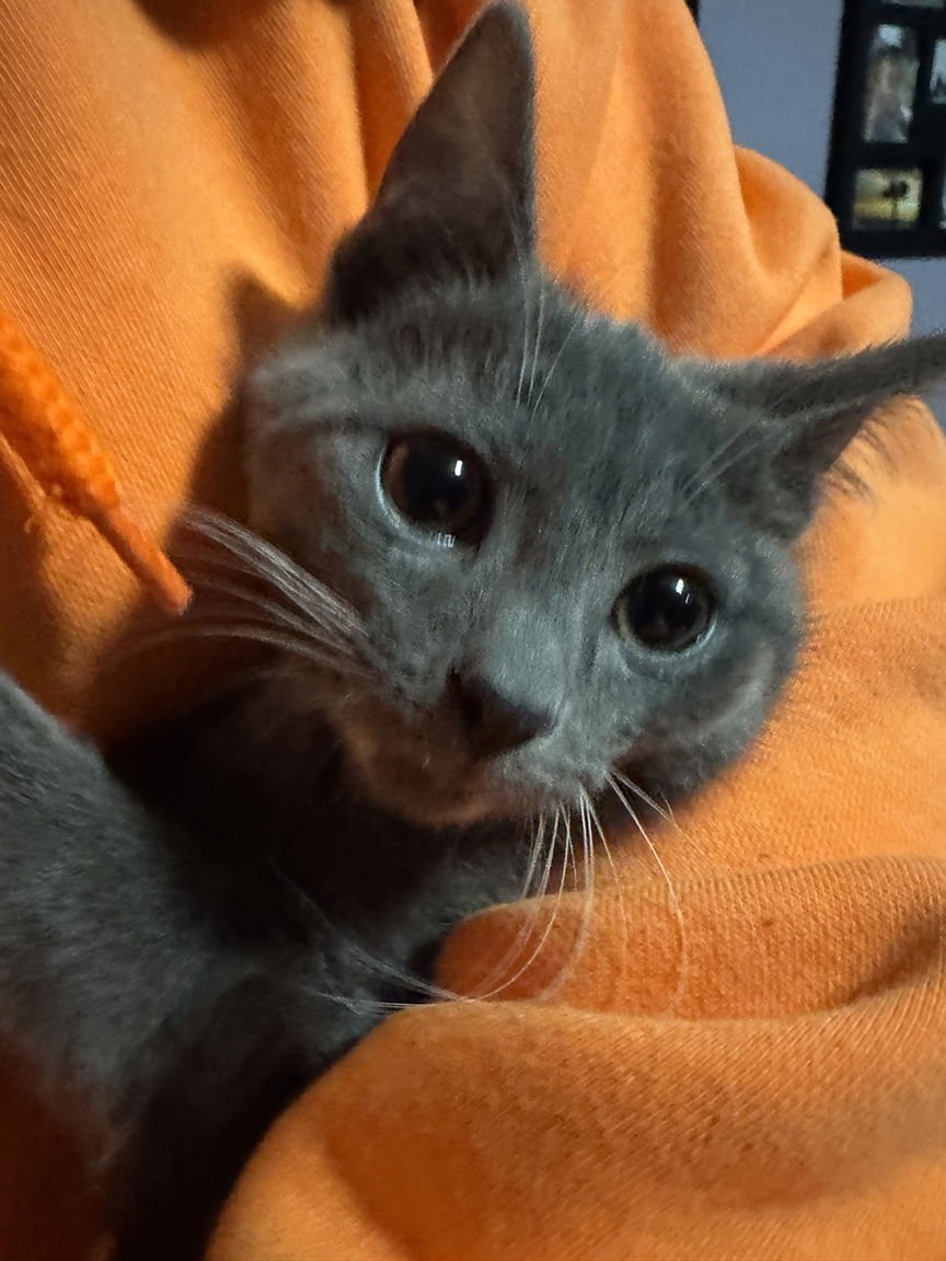 Kitten Navene - Photo 4