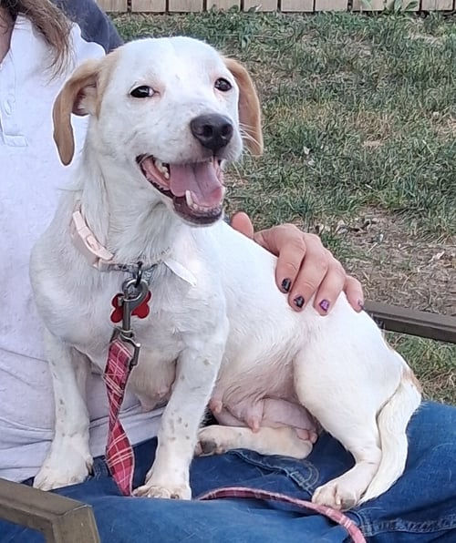 SWEET SHIVERS - Dachshund available for adoption