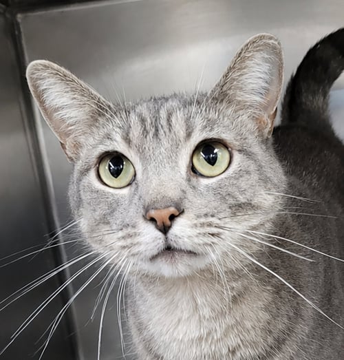 HAZE - Domestic Short Hair / Tabby available for adoption