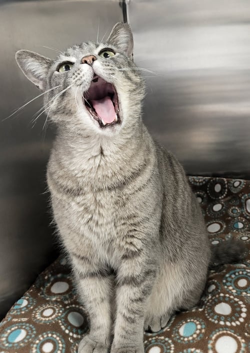 HAZE - Domestic Short Hair / Tabby available for adoption