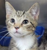 Kitten Chef - Photo 1