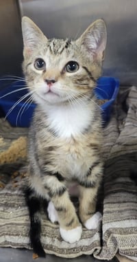Kitten Chef - Photo 2