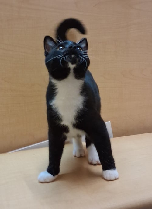 JACK LINKS (PICK ME!) - Tuxedo available for adoption