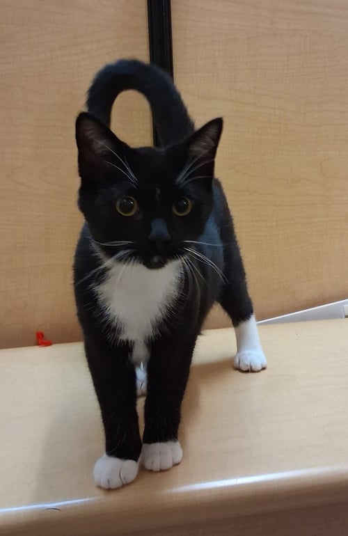 JACK LINKS (PICK ME!) - Tuxedo available for adoption