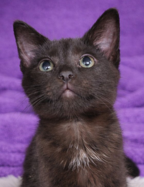 KITTEN BUBBLE - Domestic Short Hair available for adoption